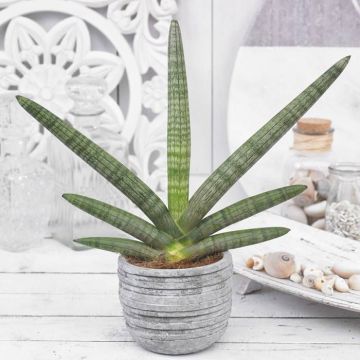 Sansevieria cylindrica Skyline