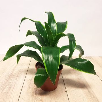 Dracaena compacta Dando.jpg