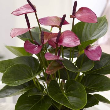Anthurium Baby Purple