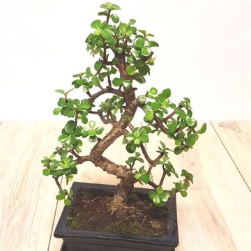Crassula Bonsai