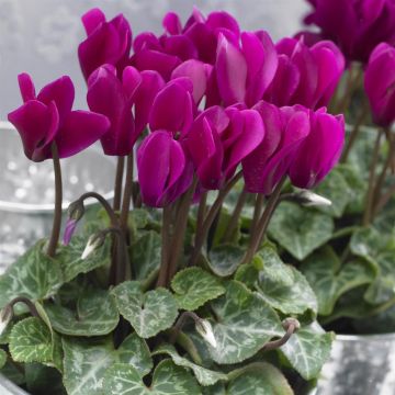 Winter Cyclamen dark pink