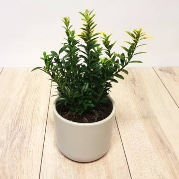 Euonymus microphyllus Gold