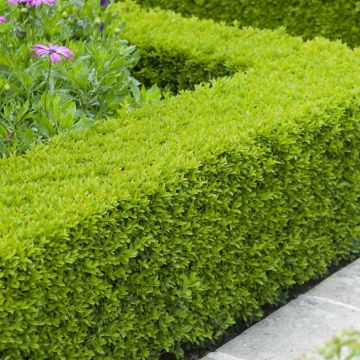 Buxus sempervirens Hedge 15 cm Pot x 5