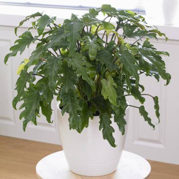 Philodendron Xanadu