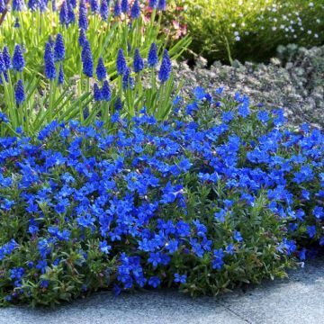 Lithodora diffusa heavenly Blue