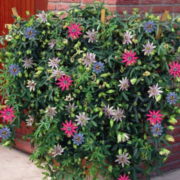 Passiflora Tricolor.jpg