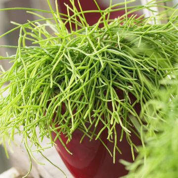 Koraalcatus Rhipsalis Cassutha