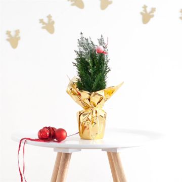 Besneeuwd kerstboompje goud