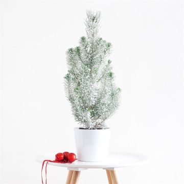 Pinus Silver Crest 60cm