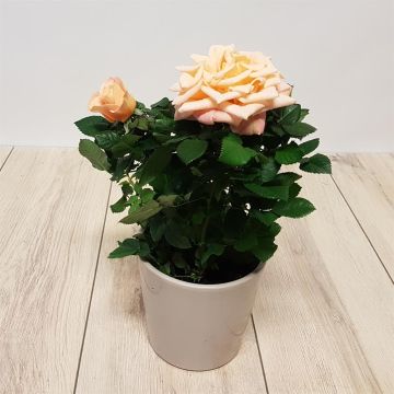 Pot Rose Orange