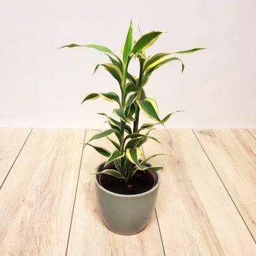 Dracaena Sanderiana.jpg
