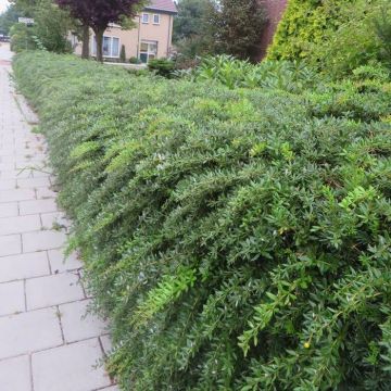 Berberis fricartii Telstar x 5