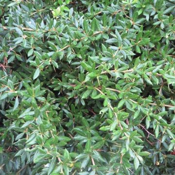 Berberis fricartii Telstar