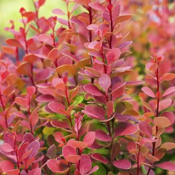 Berberis thunbergii Orange Rocket x 5