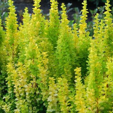 Berberis thunbergii Golden Torch
