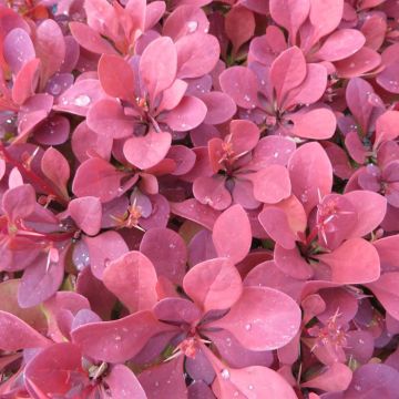 Berberis thunbergii Orange Rocket