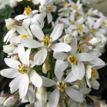 Choisya White Dazzler