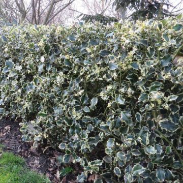 Ilex aquifolium Argentea Marginata x 5