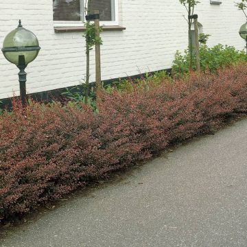 Berberis Rose Glow x 5