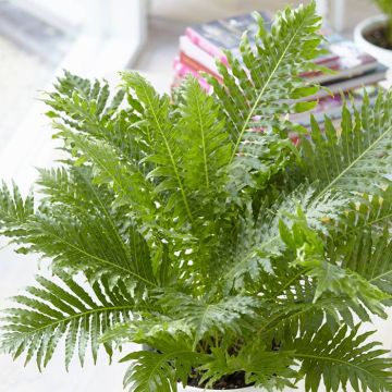 Blechnum gibbum Silver Lady