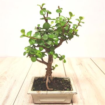Bonsai Broom Jade 15 cm.jpg