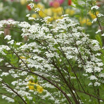 Spiraea Cinerea Grefsheim 9 cm