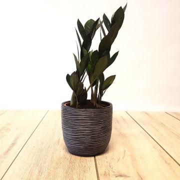 Zamioculca Super Nova.jpg