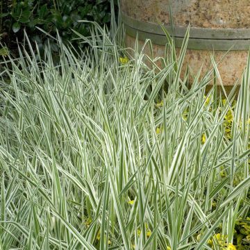 Acorus Calamus Variegatus Set