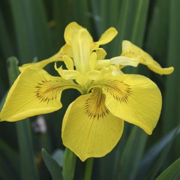 Iris Pseudacorus Set