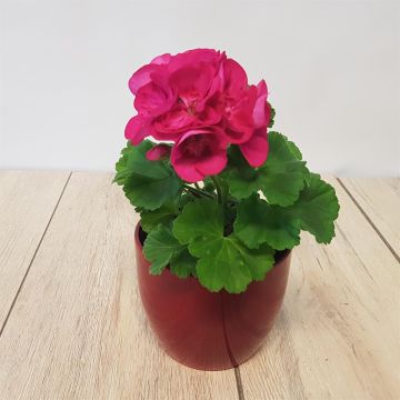 Pelargonium zonal purple.jpg