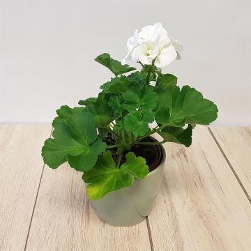 Pelargonium zonale White.jpg