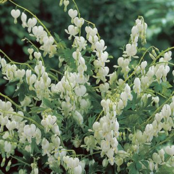 Dicentra spectabilis White P13