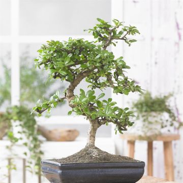 bonsai Carmona