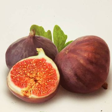 Ficus Napolitana.jpg