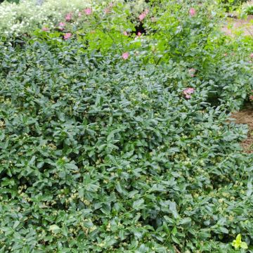 Euonymus Fortunei Green Carpet 15 cm