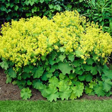 Alchemilla mollis 