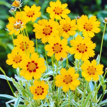 Coreopsis lanceolata sterntaler 9 cm pot