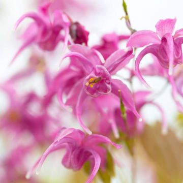 Epimedium Rose Queen 9 cm
