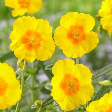 Helianthemum 'Sulphureum Plenum' 9 cm