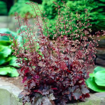 Heuchera chocolate Ruffles 9 cm pot