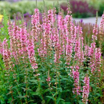 Lythrum Salicaria Blush 9 cm pot