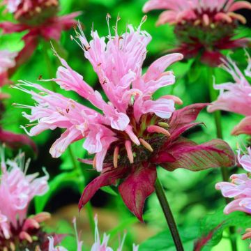 Monarda Beauty of Cobham