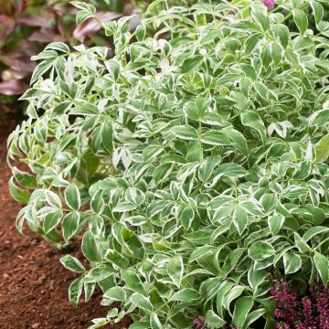 Polemonium Touch of Class 9 cm pot