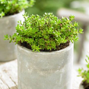 Sedum Album Coral Carpet 9 cm pot