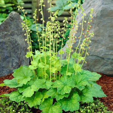 Tellima grandiflora Rubra 9 cm pot