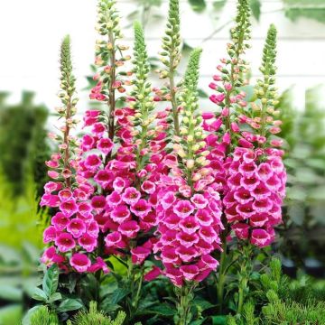 Digitalis purpurea Pink 11 cm pot