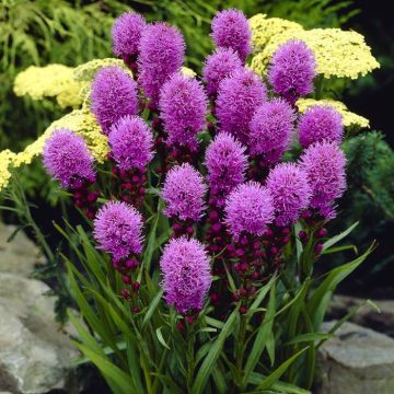 Liatris spicata Kobold Purple