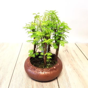 Bonsai Pseudolarix Forest