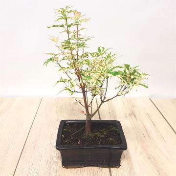 Bonsai Acer Variegated