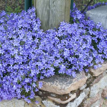 Campanula portenschlagiana Dark Take